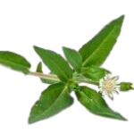 Bhringraj-150x147-removebg-preview