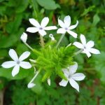 Plumbago zeylanica, Ceylon leadwort. A species of bush in the family Plumbaginaceae. Also known as doctorbush or wild leadwort